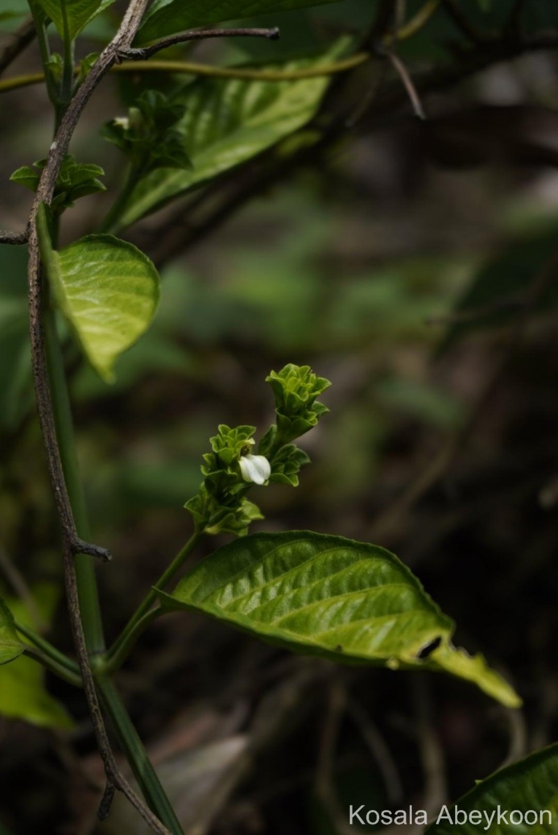 Justicia capitata (T.Anderson ex Hook.f.) L.H.Cramer