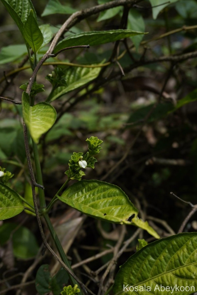 Justicia capitata (T.Anderson ex Hook.f.) L.H.Cramer