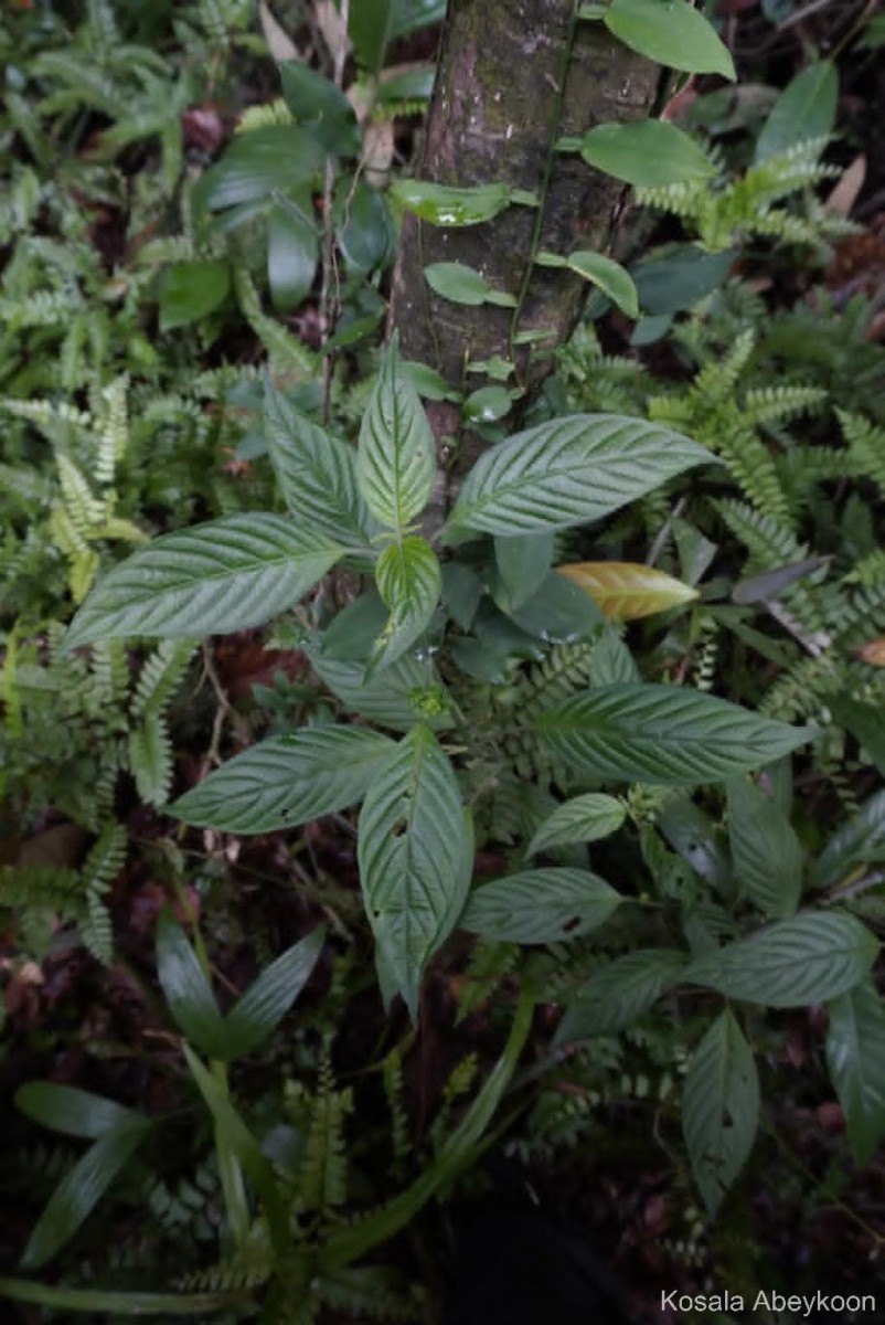 Justicia capitata (T.Anderson ex Hook.f.) L.H.Cramer