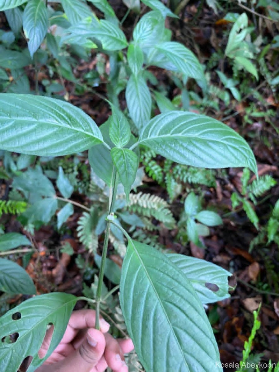 Justicia capitata (T.Anderson ex Hook.f.) L.H.Cramer