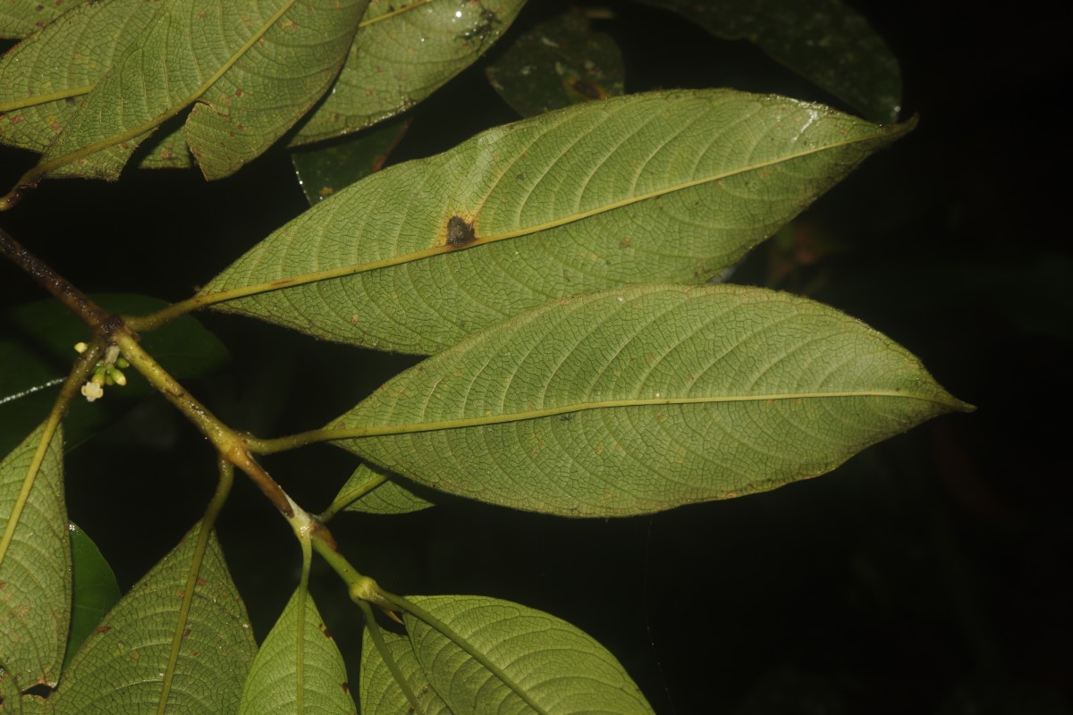 Urophyllum ellipticum (Wight) Thwaites