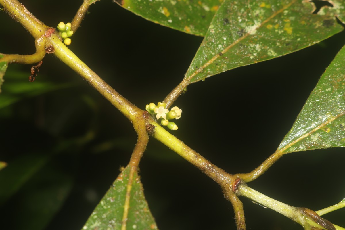Urophyllum ellipticum (Wight) Thwaites