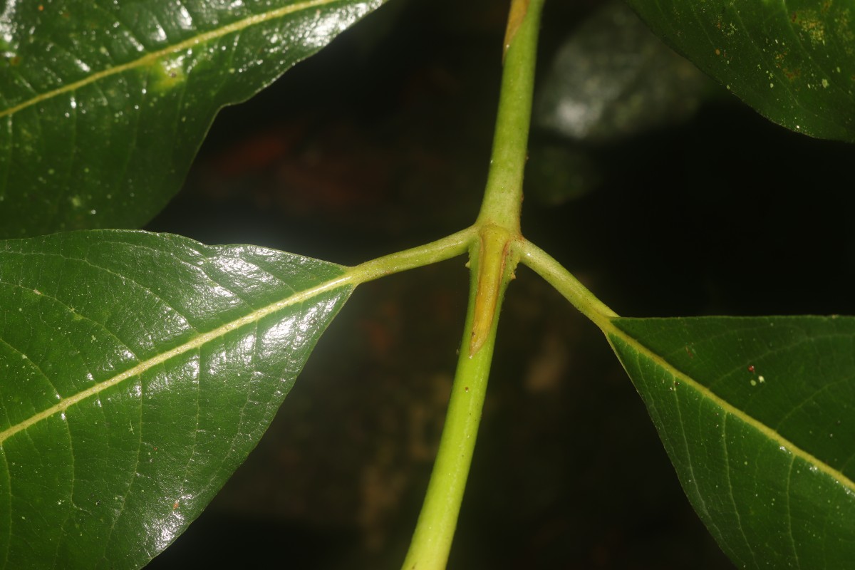 Urophyllum ellipticum (Wight) Thwaites