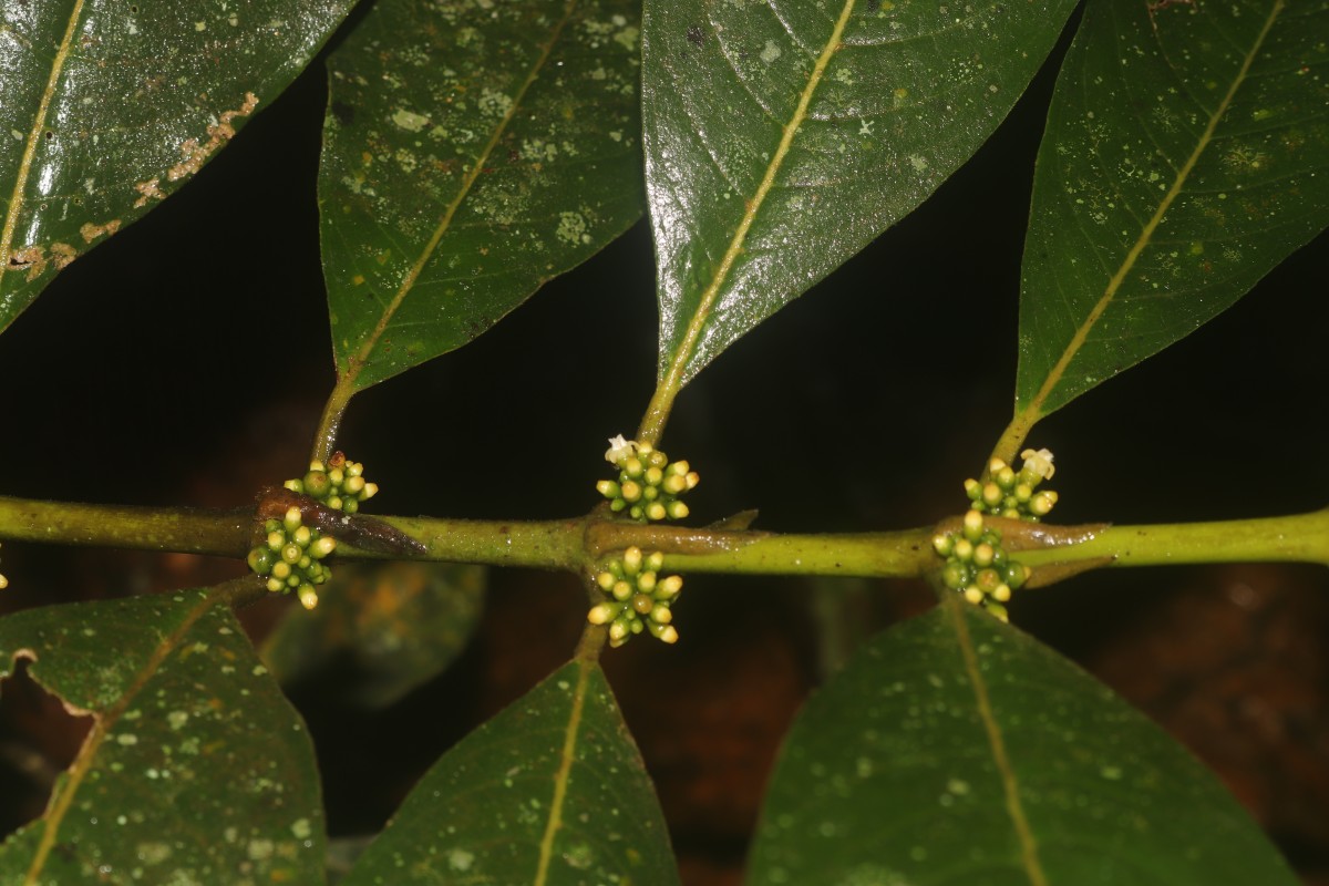 Urophyllum ellipticum (Wight) Thwaites