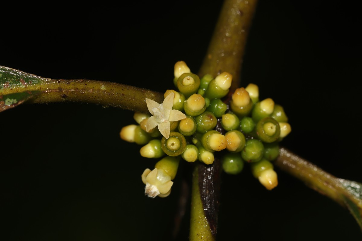 Urophyllum ellipticum (Wight) Thwaites