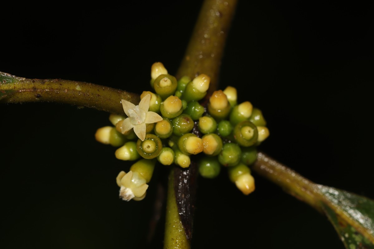 Urophyllum ellipticum (Wight) Thwaites