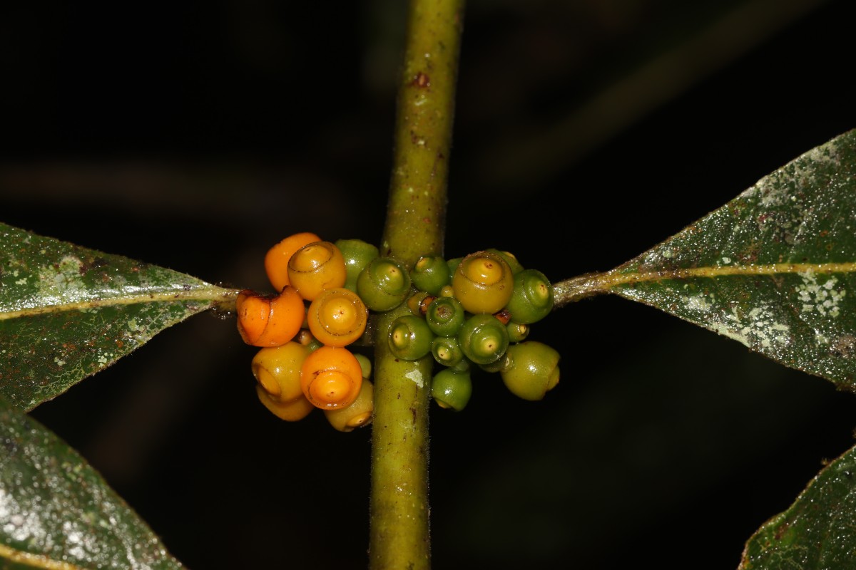 Urophyllum ellipticum (Wight) Thwaites