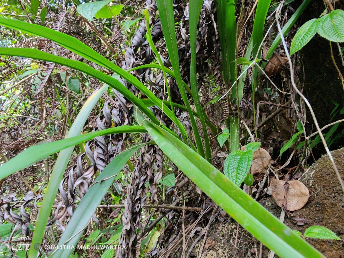 Cymbidium haematodes Lindl