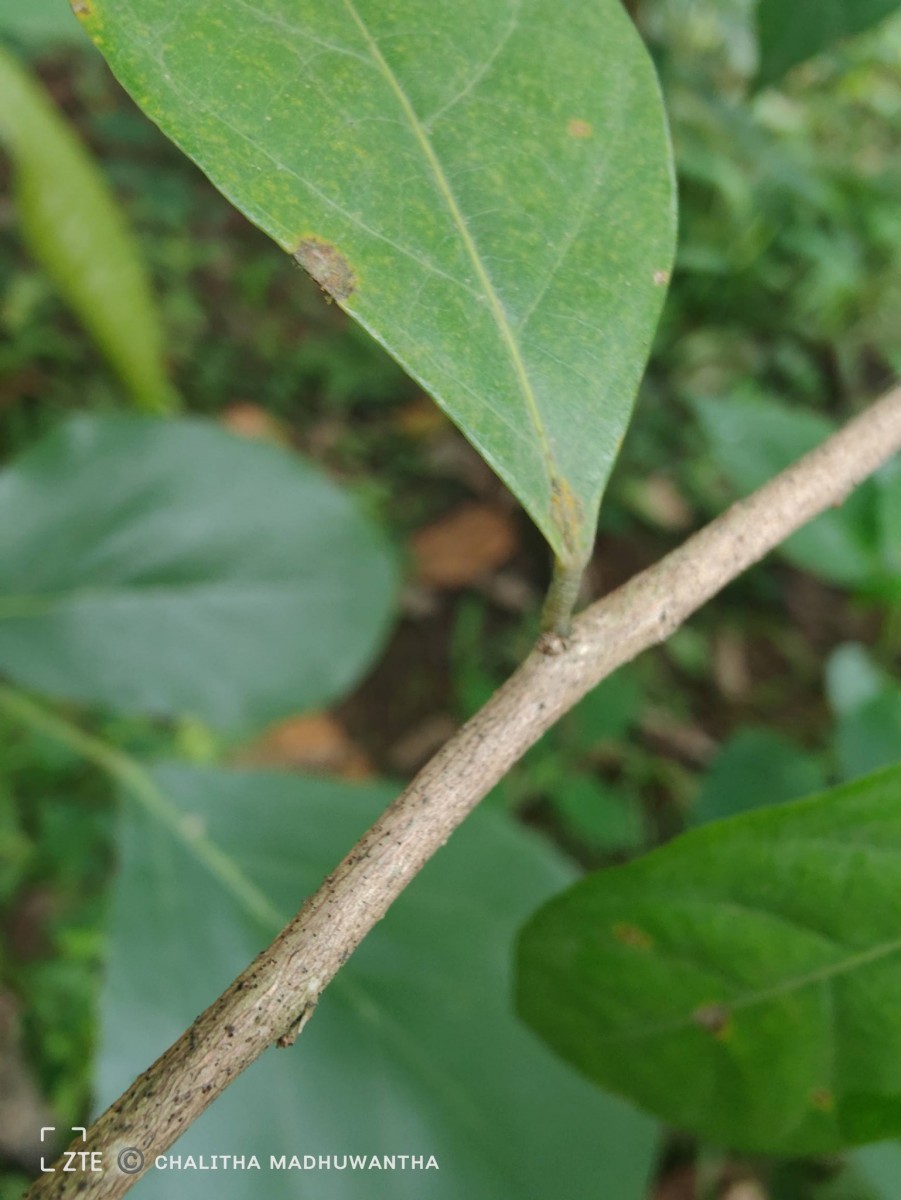 Cleistanthus ferrugineus (Thwaites) Müll.Arg.