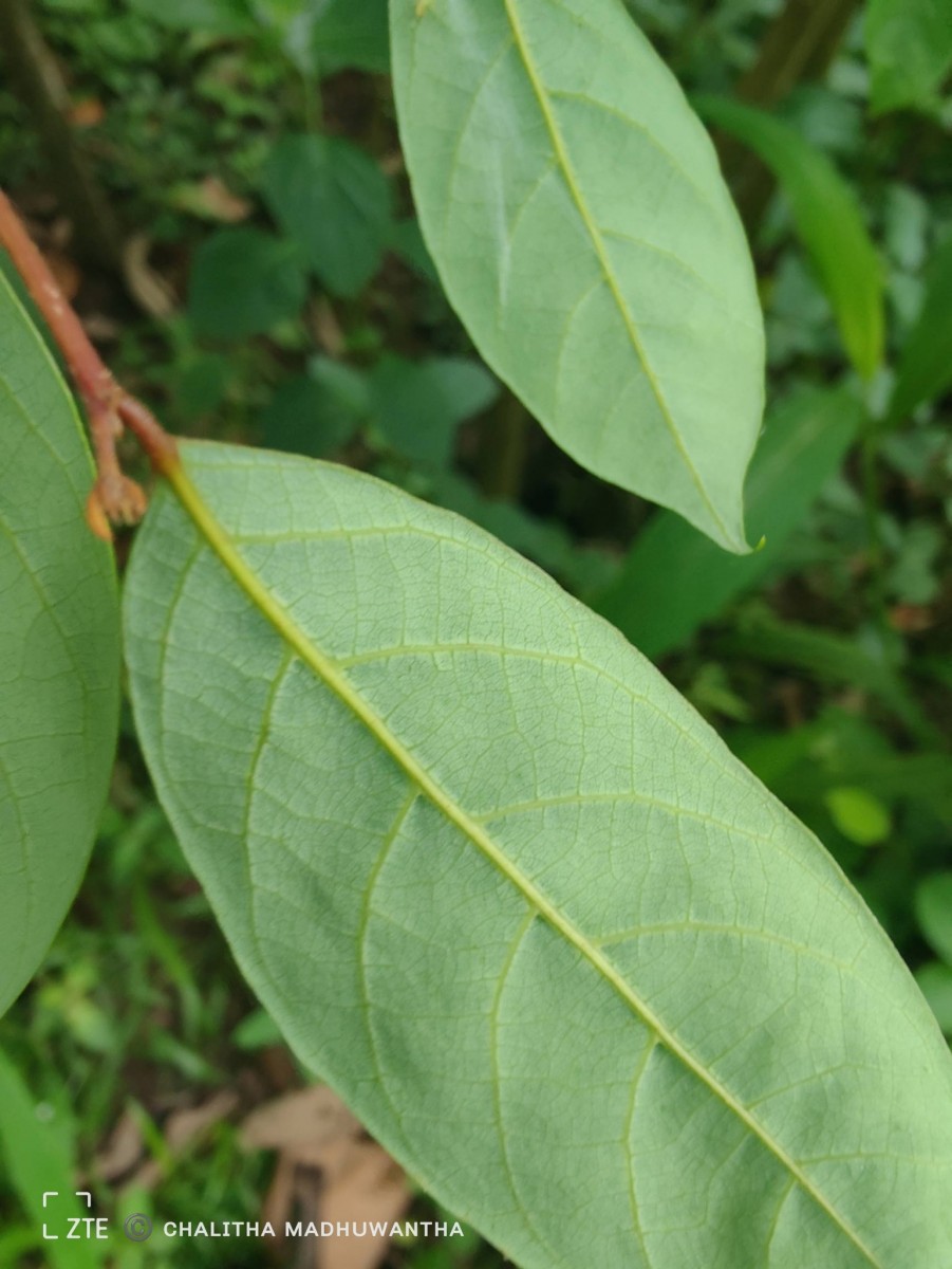 Cleistanthus ferrugineus (Thwaites) Müll.Arg.
