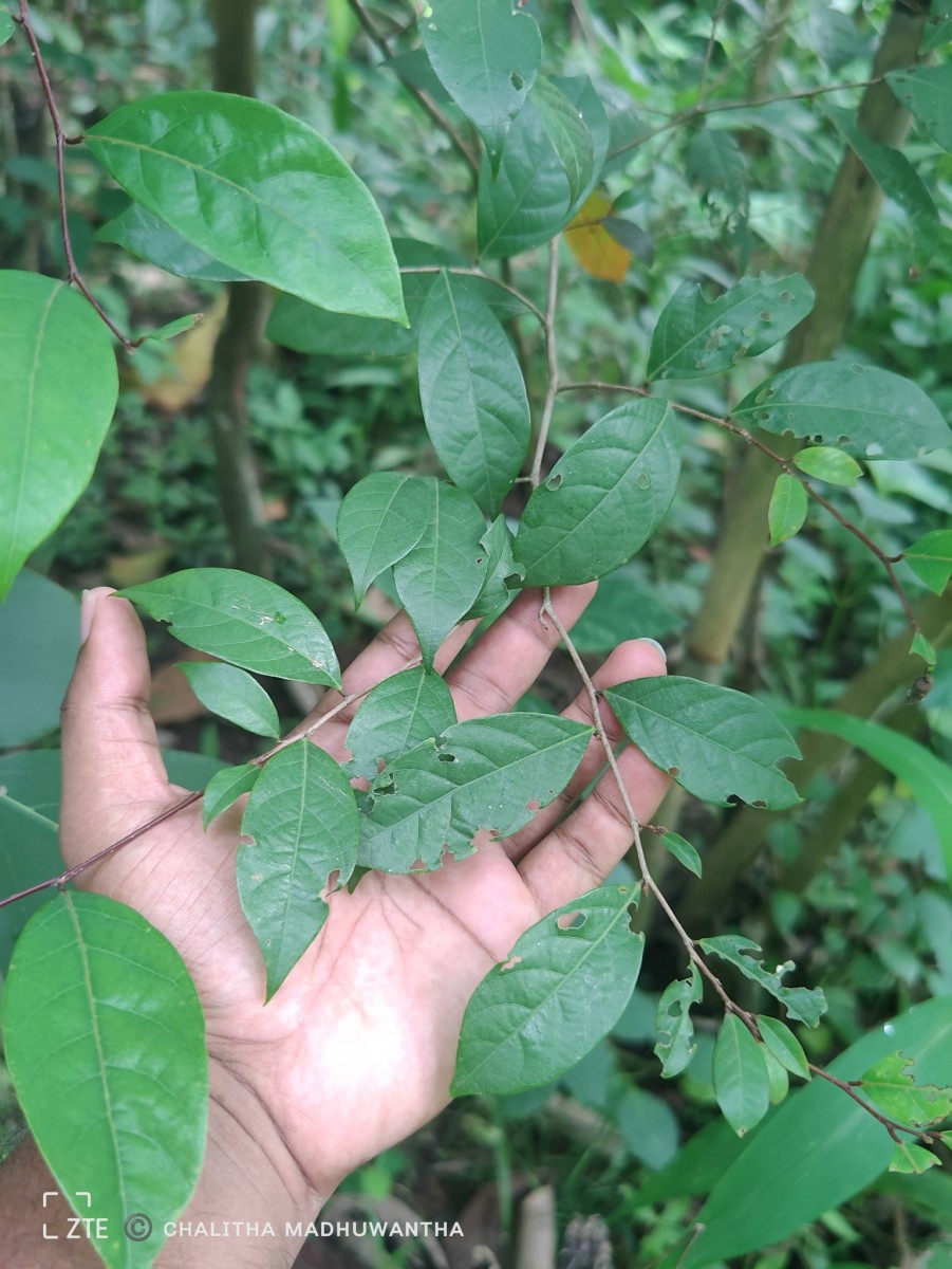 Cleistanthus ferrugineus (Thwaites) Müll.Arg.