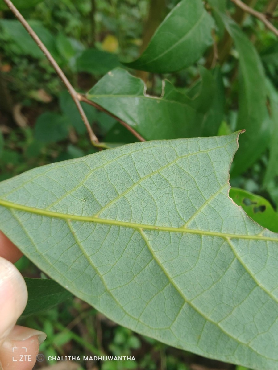 Cleistanthus ferrugineus (Thwaites) Müll.Arg.