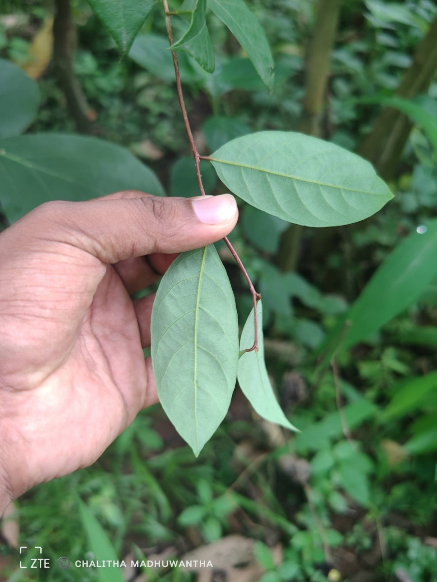 Cleistanthus ferrugineus (Thwaites) Müll.Arg.
