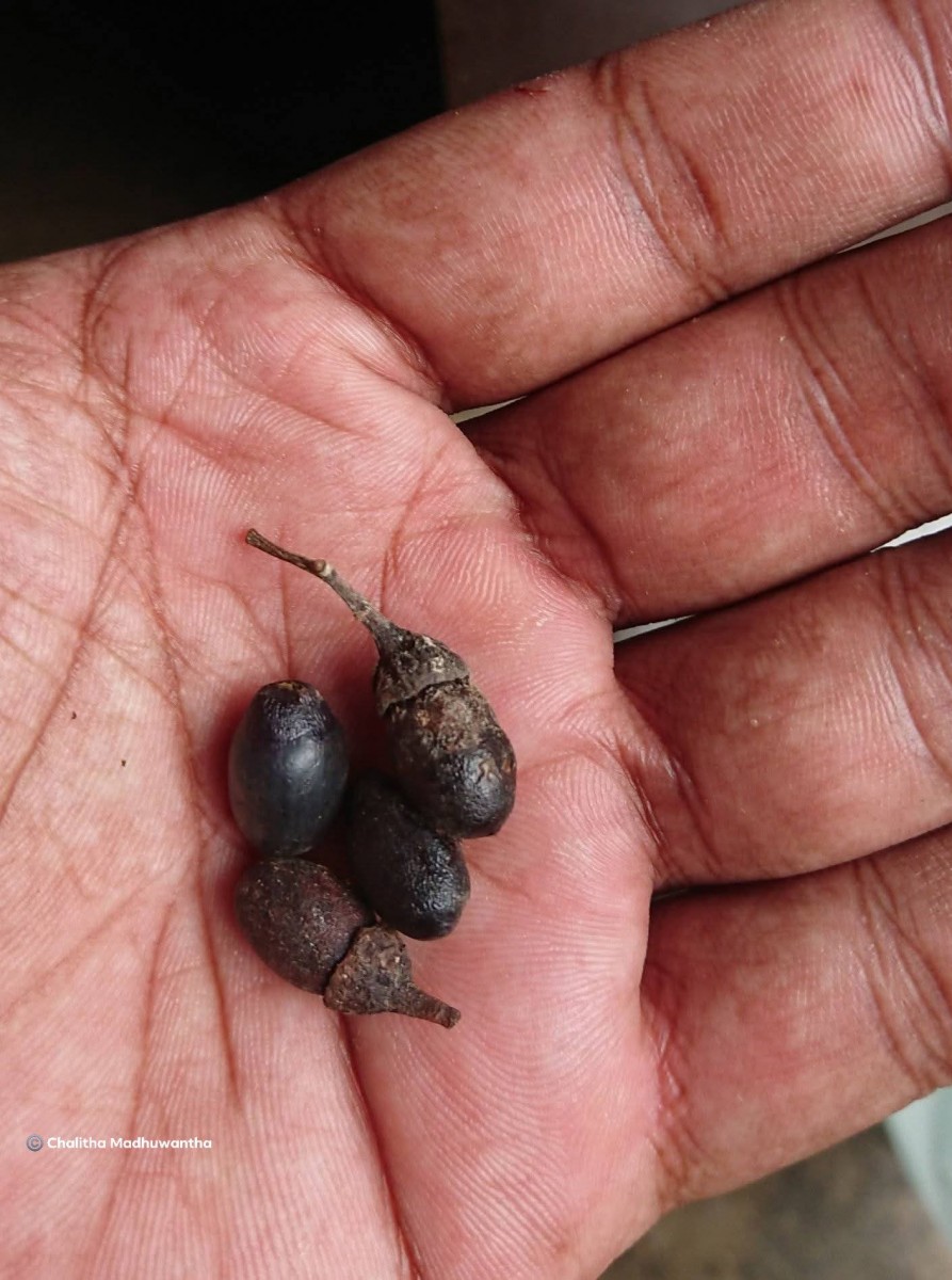 Cinnamomum citriodorum Thwaites