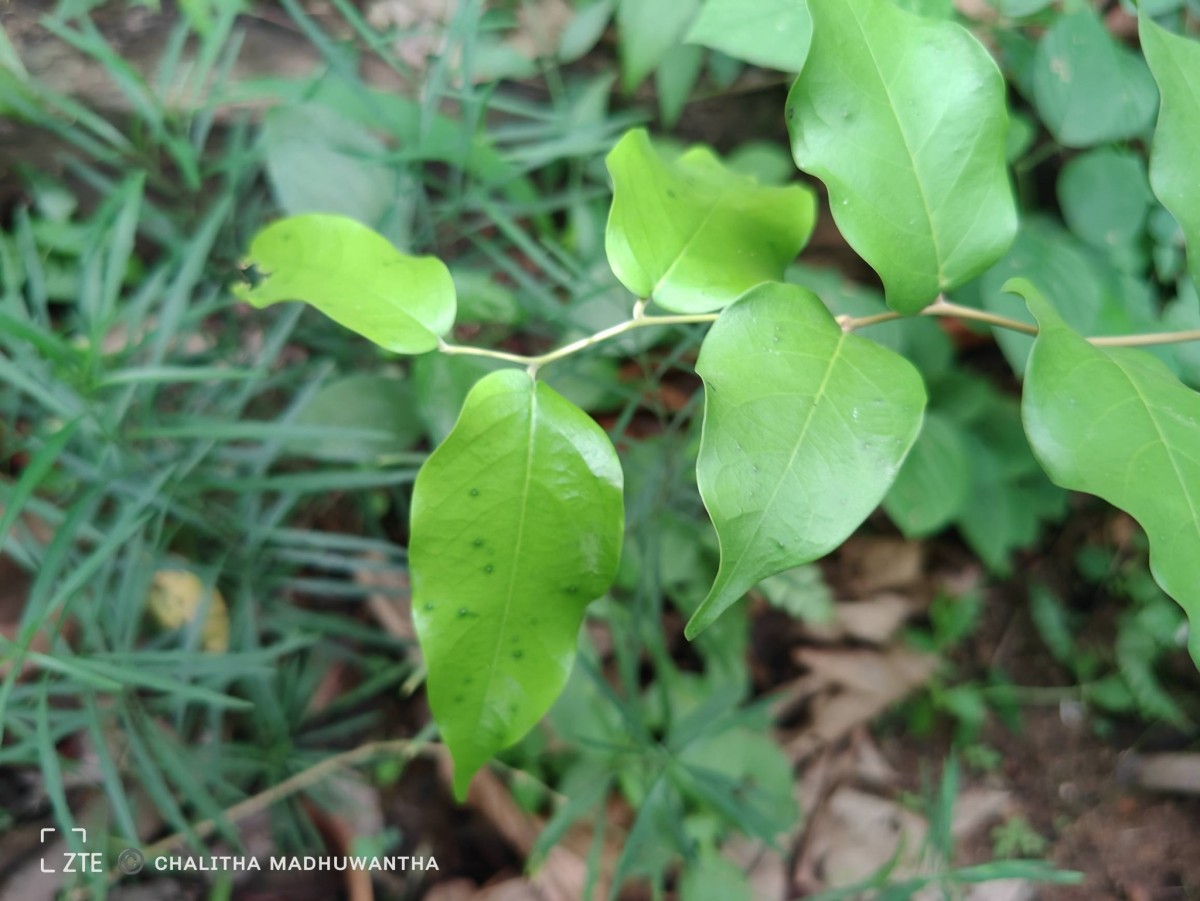 Hopea brevipetiolaris (Thwaites ex Trimen) P.S.Ashton