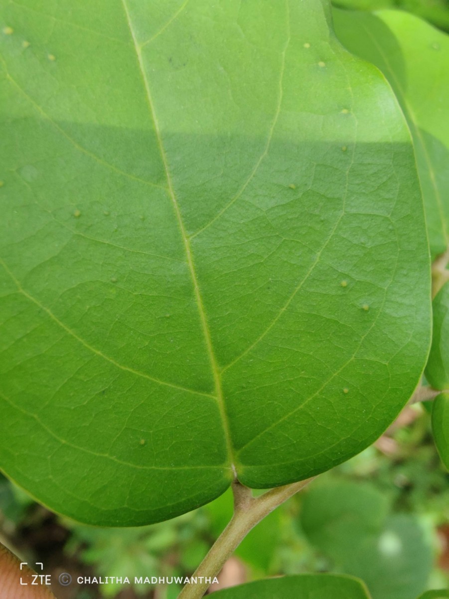 Hopea brevipetiolaris (Thwaites ex Trimen) P.S.Ashton