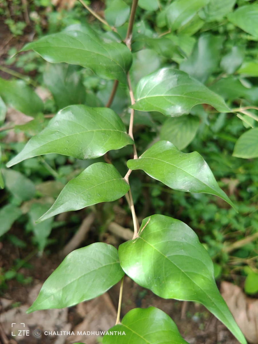 Hopea brevipetiolaris (Thwaites ex Trimen) P.S.Ashton