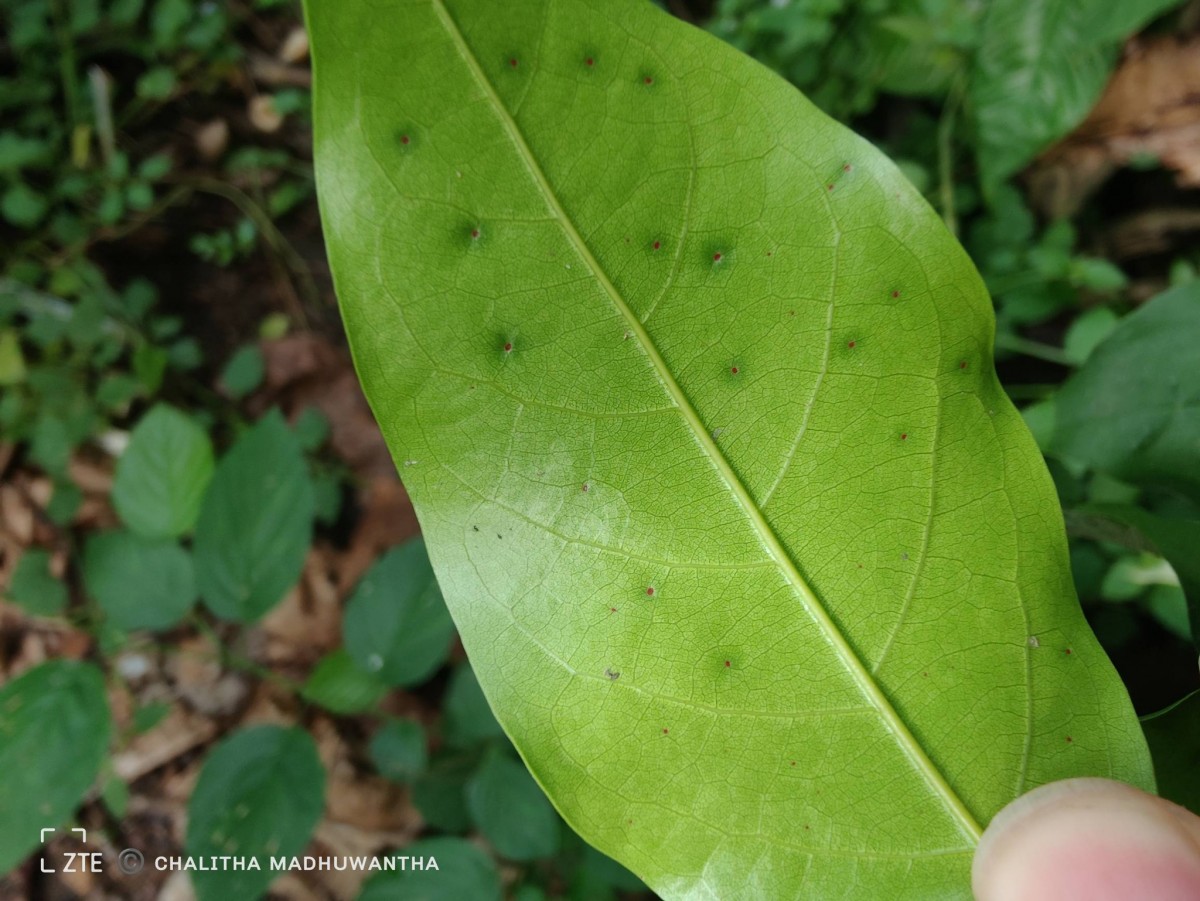 Hopea brevipetiolaris (Thwaites ex Trimen) P.S.Ashton