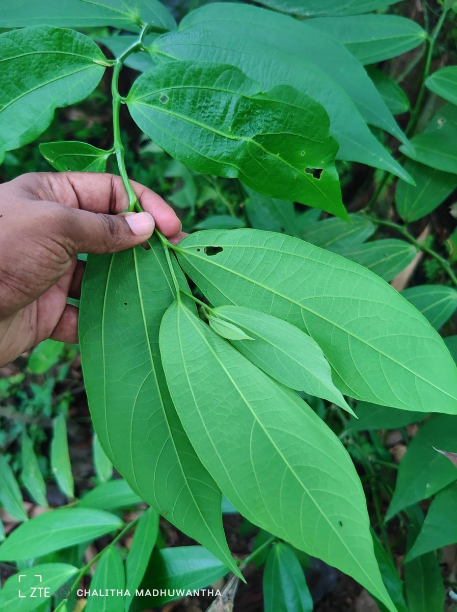 Thottea duchartrei Sivar., A.Babu & Balach.