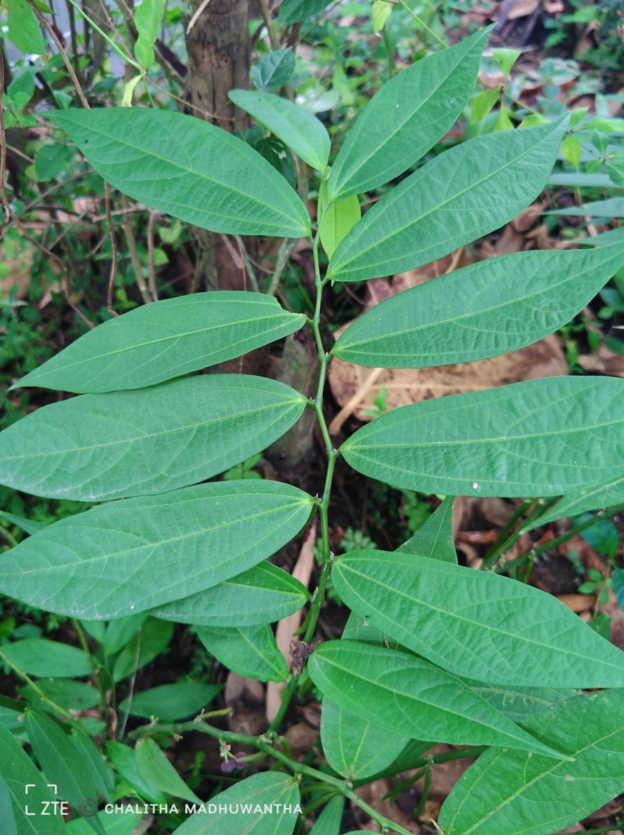 Thottea duchartrei Sivar., A.Babu & Balach.