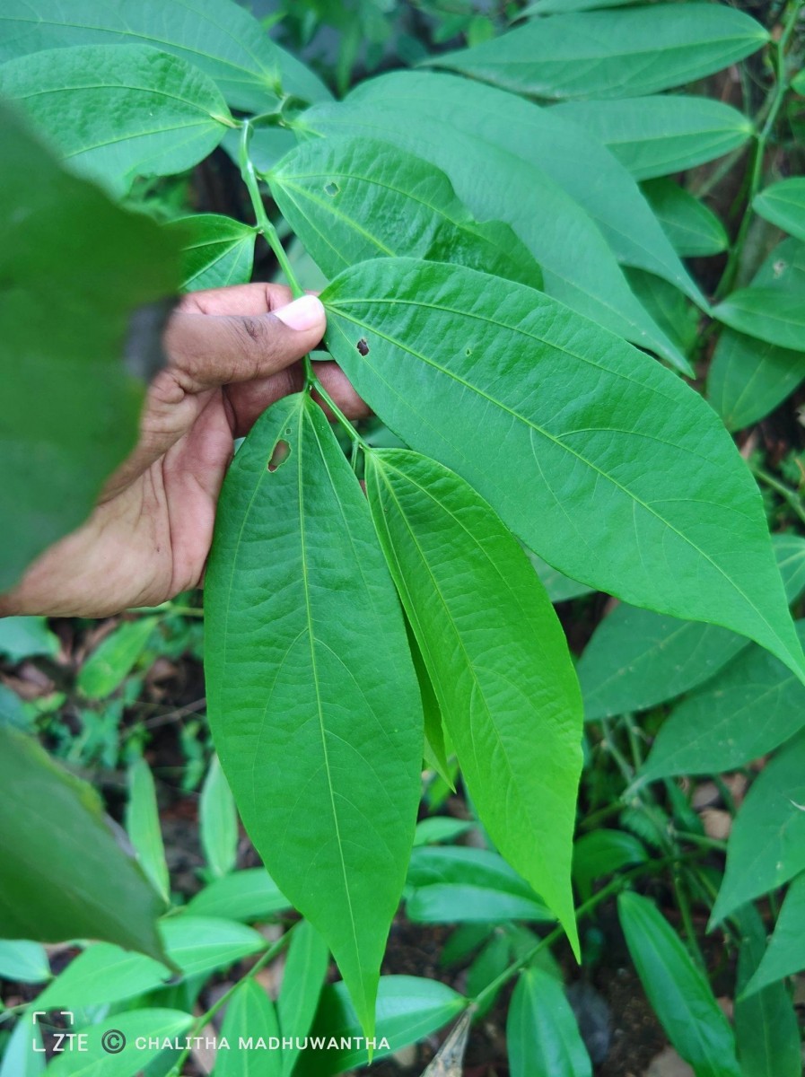Thottea duchartrei Sivar., A.Babu & Balach.