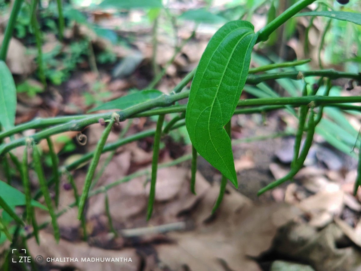 Thottea duchartrei Sivar., A.Babu & Balach.