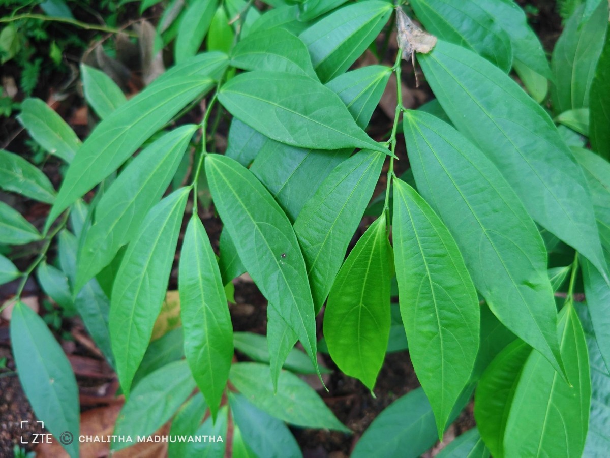 Thottea duchartrei Sivar., A.Babu & Balach.