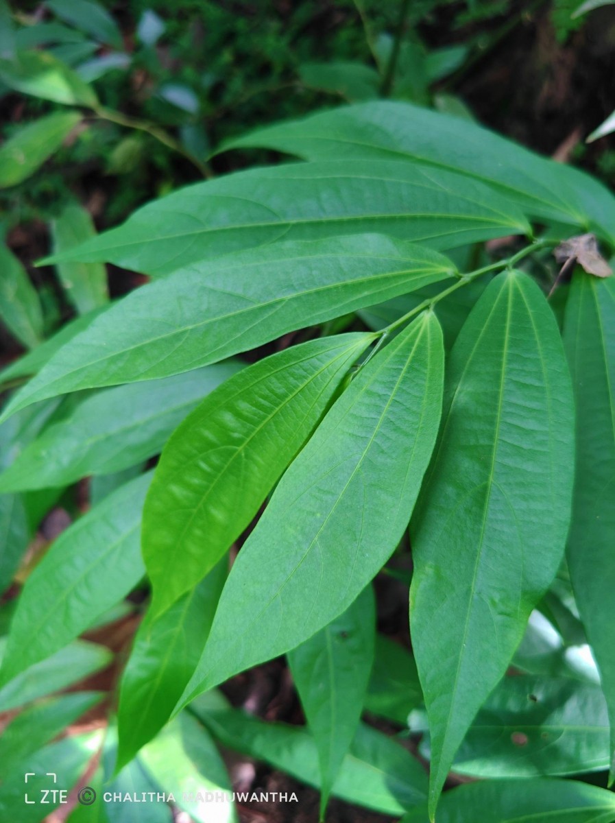 Thottea duchartrei Sivar., A.Babu & Balach.