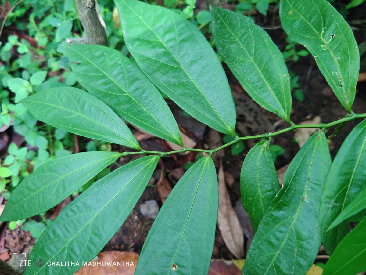Thottea duchartrei Sivar., A.Babu & Balach.