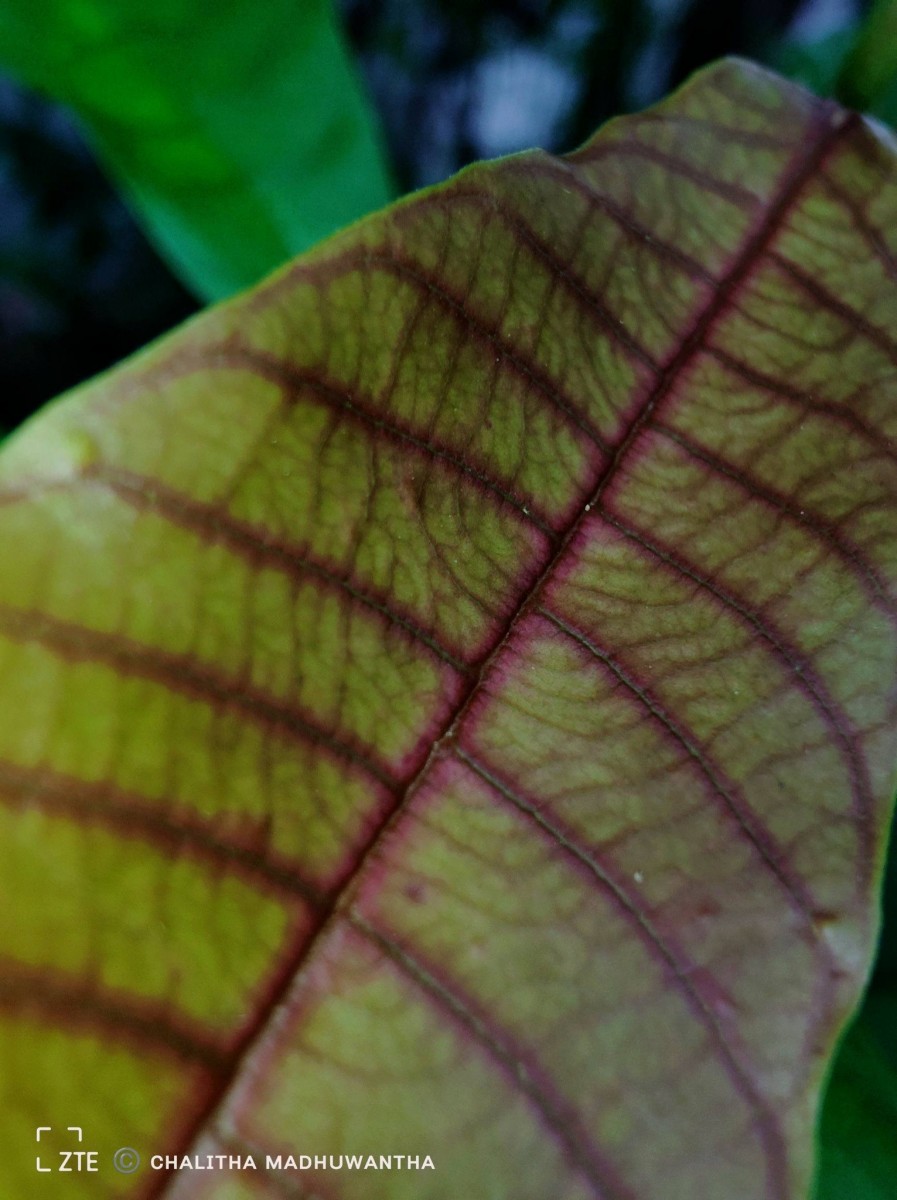 Vateria copallifera (Retz.) Alston