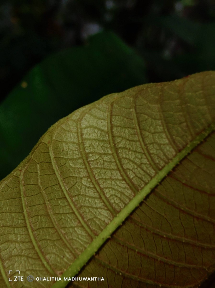 Vateria copallifera (Retz.) Alston
