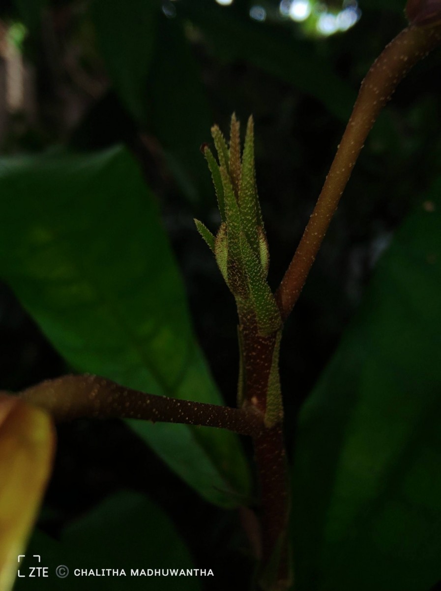 Vateria copallifera (Retz.) Alston