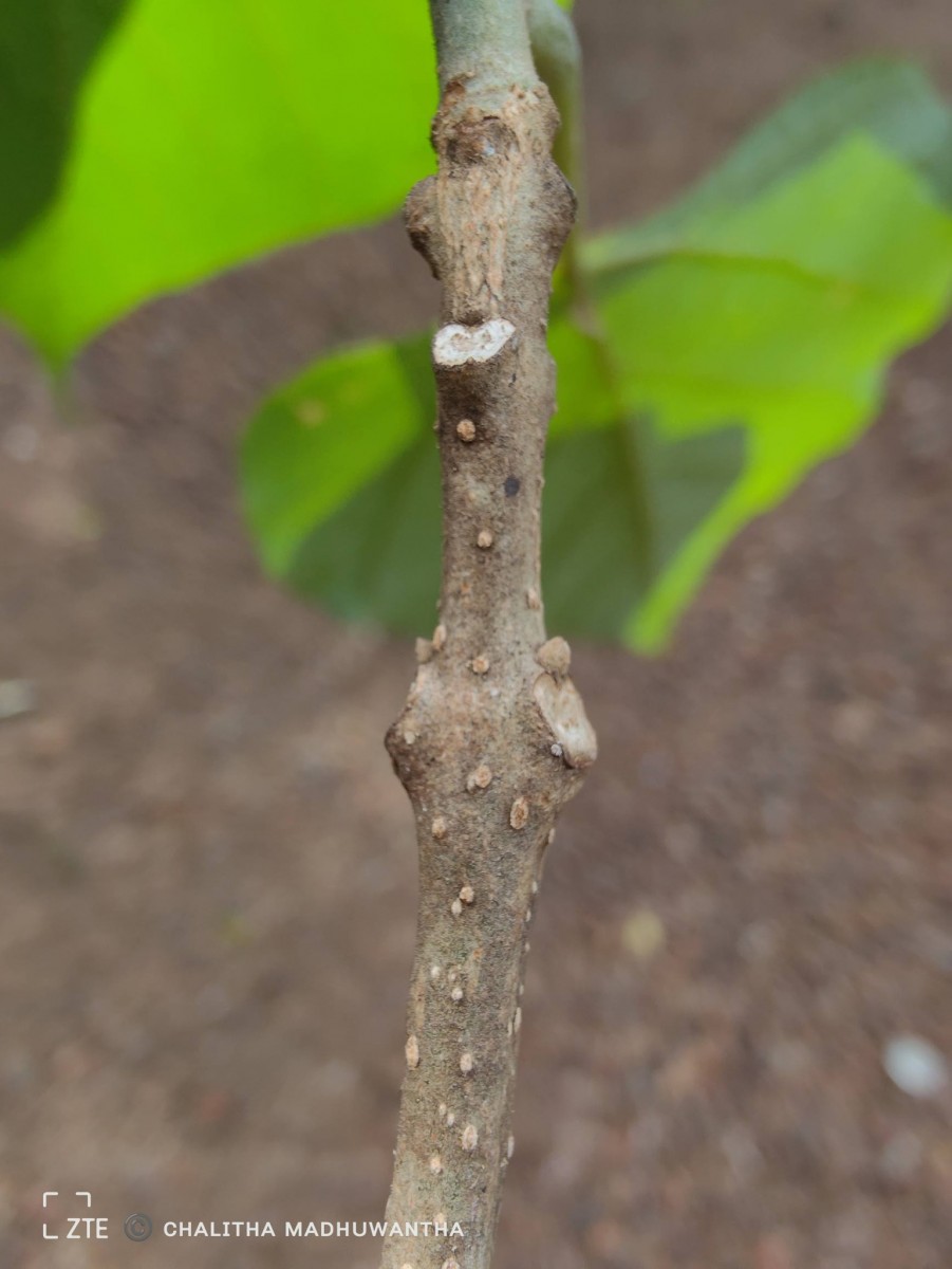 Gmelina arborea Roxb. ex Sm.