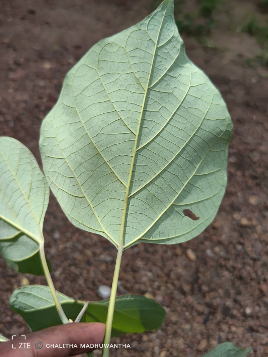 Gmelina arborea Roxb. ex Sm.