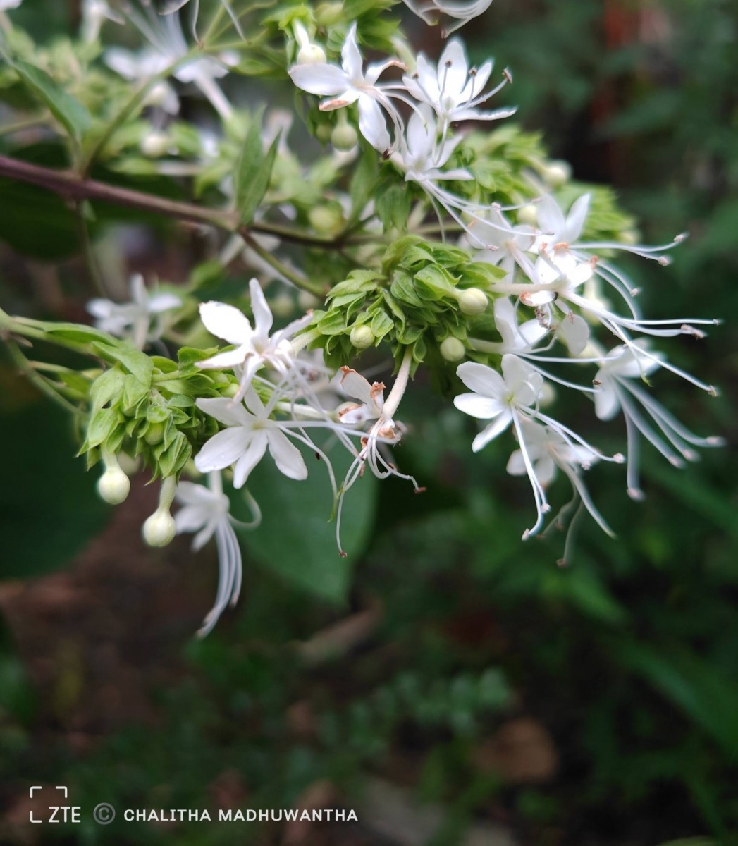 Clerodendrum infortunatum L.