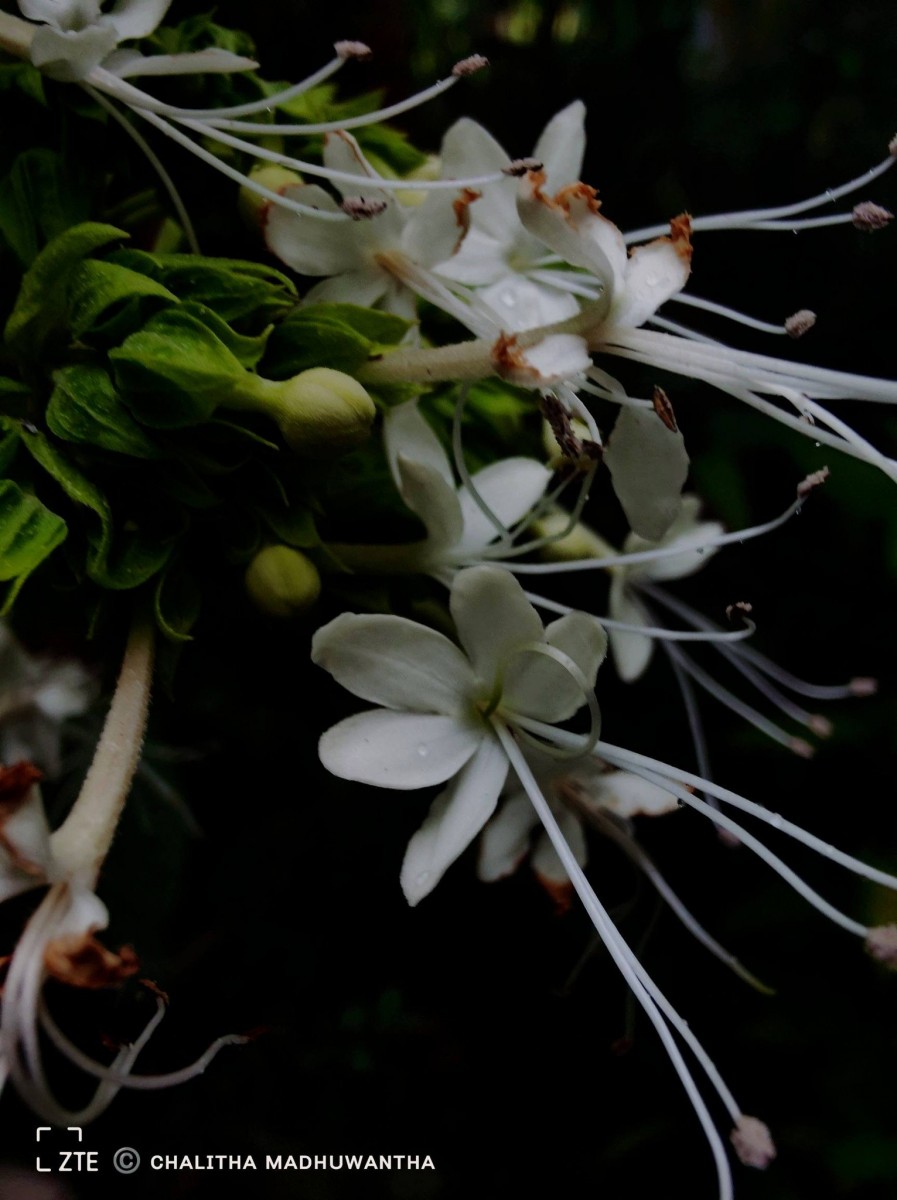 Clerodendrum infortunatum L.