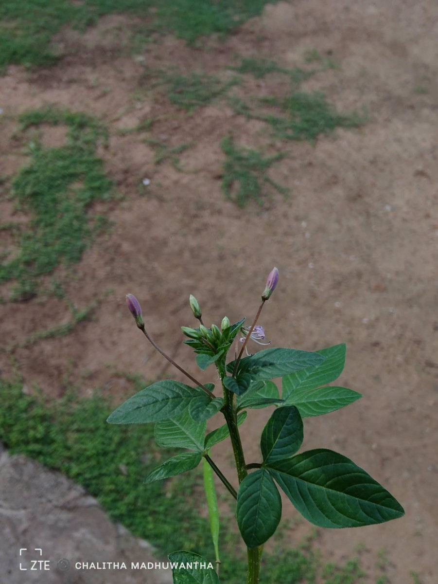 Cleome rutidosperma var. burmanni (Wight & Arn.) Siddiqui & S.N.Dixit