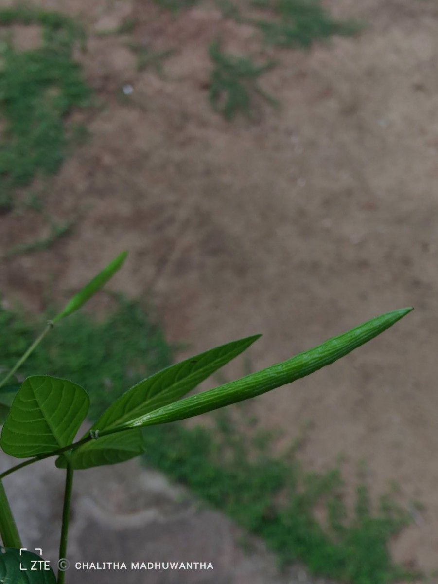 Cleome rutidosperma var. burmanni (Wight & Arn.) Siddiqui & S.N.Dixit