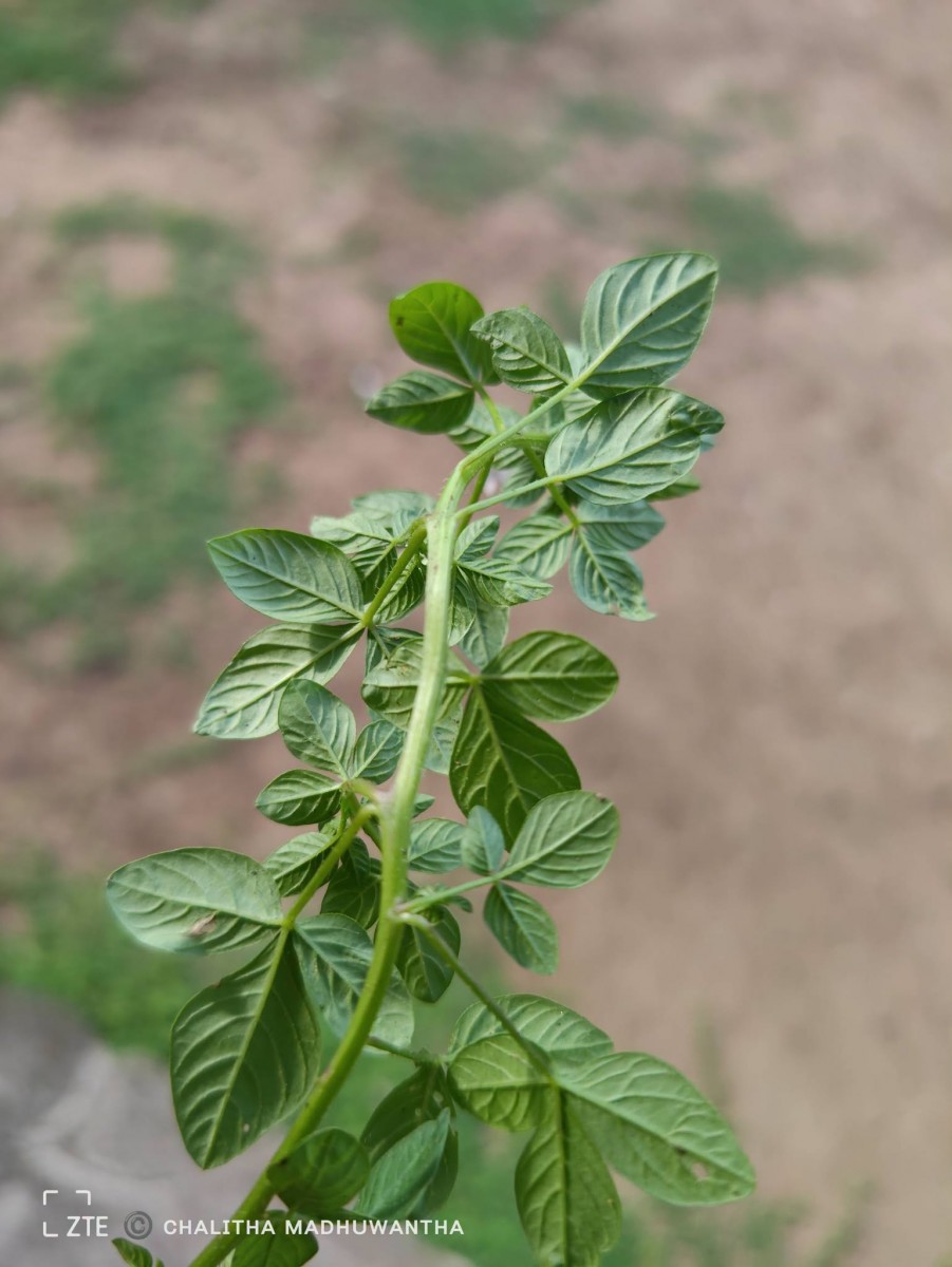 Cleome rutidosperma var. burmanni (Wight & Arn.) Siddiqui & S.N.Dixit