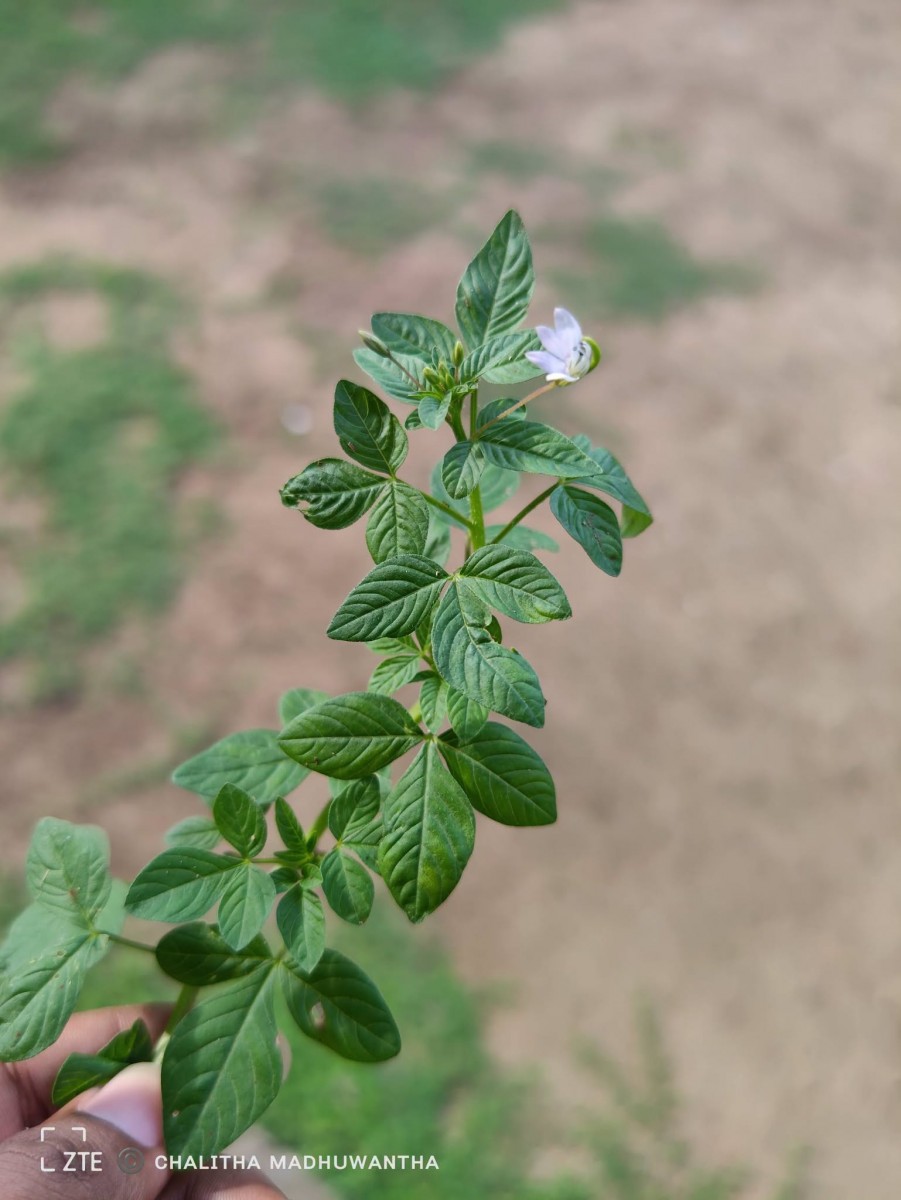 Cleome rutidosperma var. burmanni (Wight & Arn.) Siddiqui & S.N.Dixit