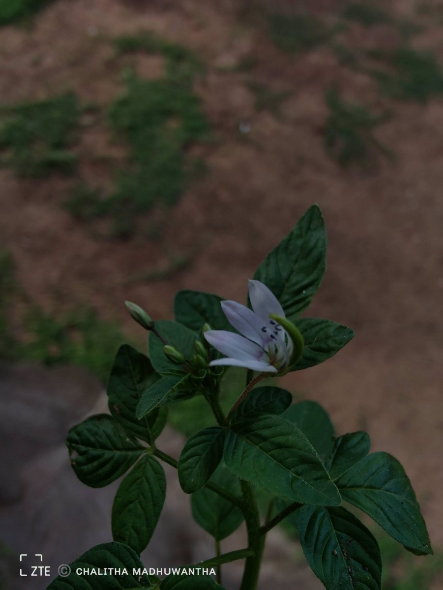 Cleome rutidosperma var. burmanni (Wight & Arn.) Siddiqui & S.N.Dixit