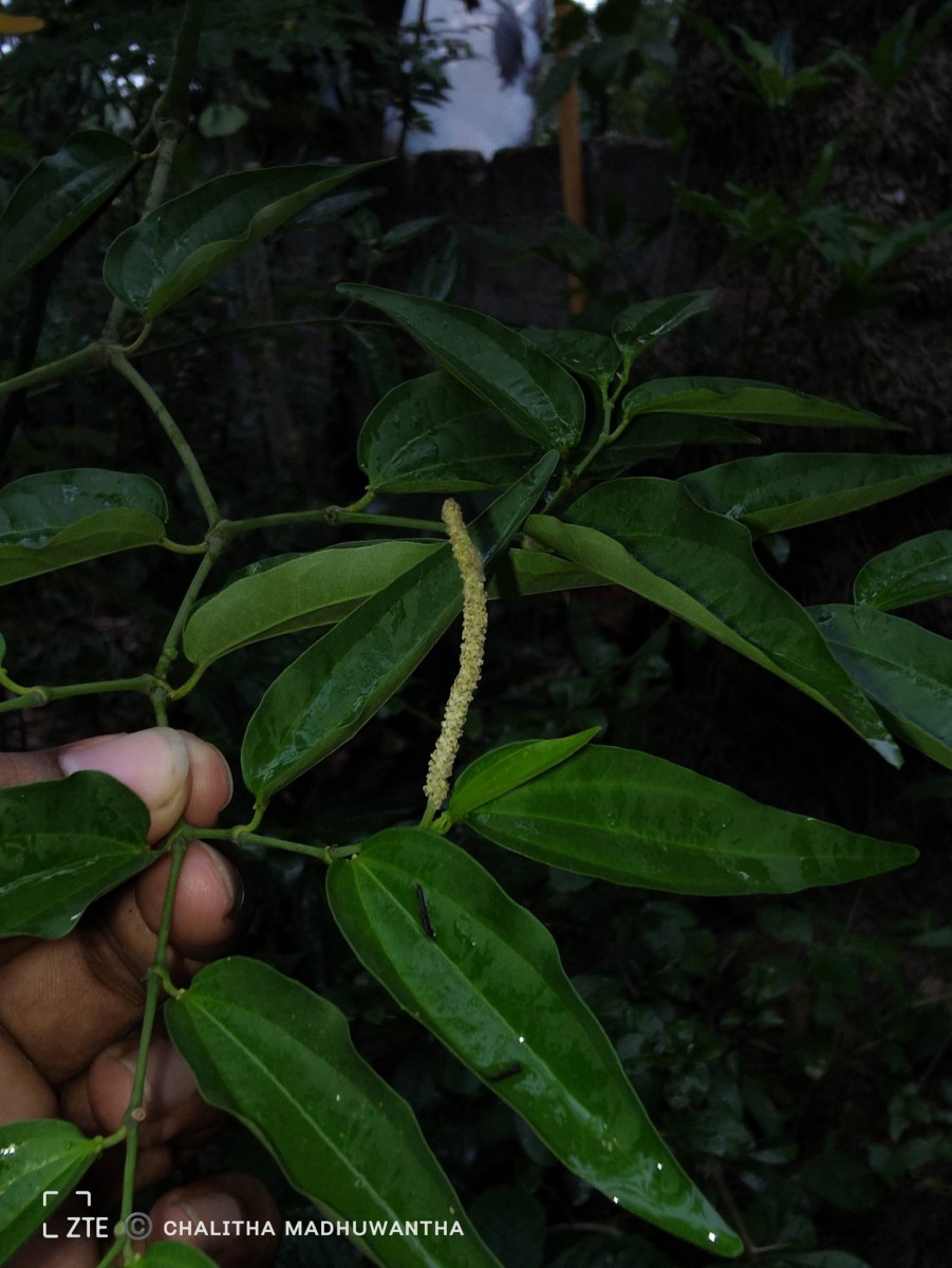 Piper cubeba L.f.