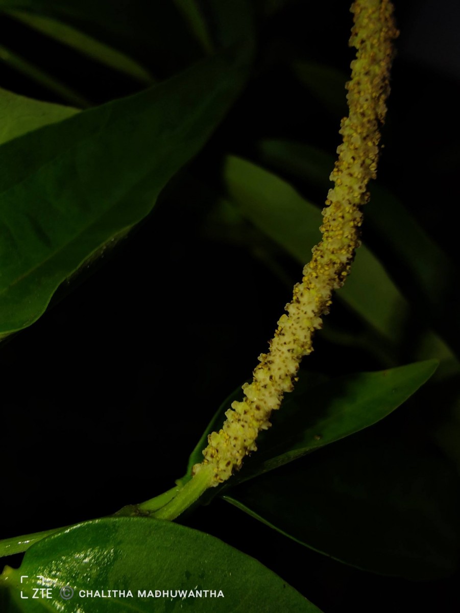 Piper cubeba L.f.