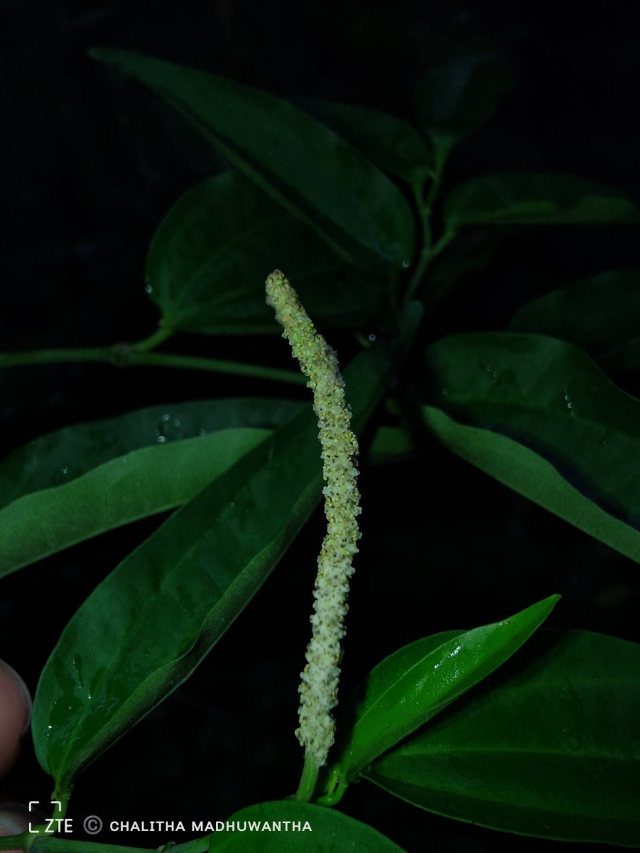 Piper cubeba L.f.