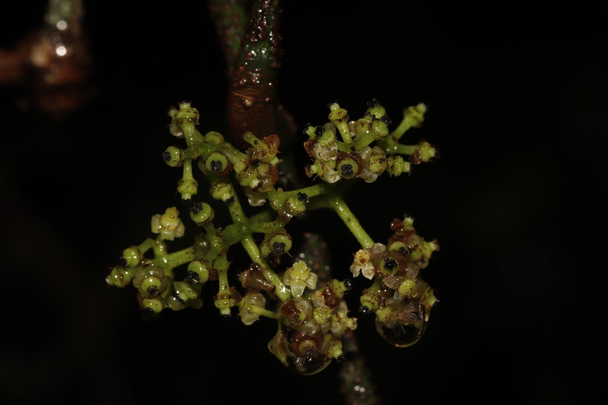 Tetrastigma nilagiricum (Miq.) B.V.Shetty
