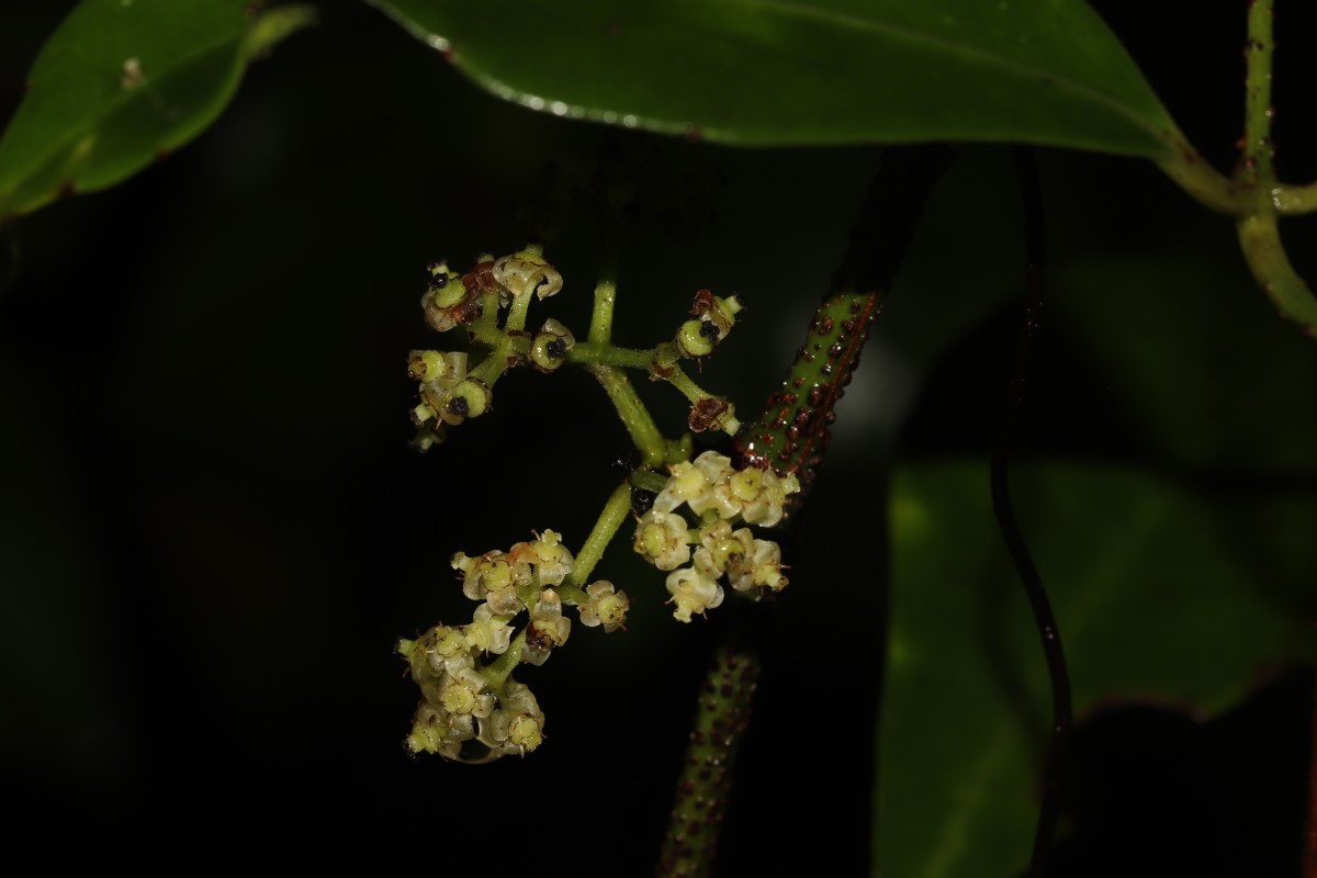 Tetrastigma nilagiricum (Miq.) B.V.Shetty