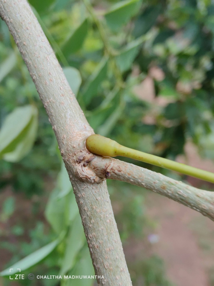 Dalbergia sissoo Roxb. ex DC.
