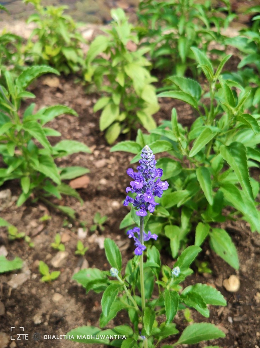Salvia farinacea Benth.