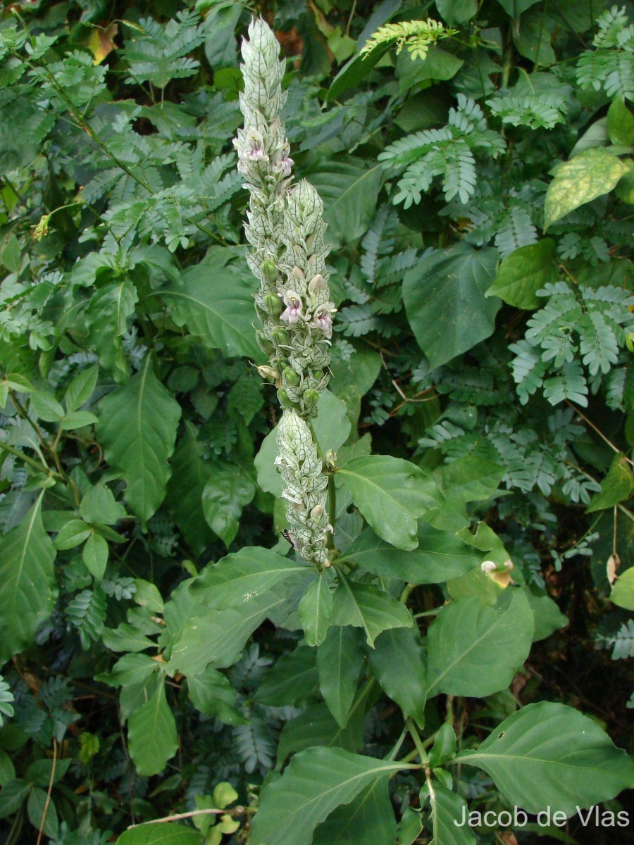 Nicoteba betonica (L.) Lindau