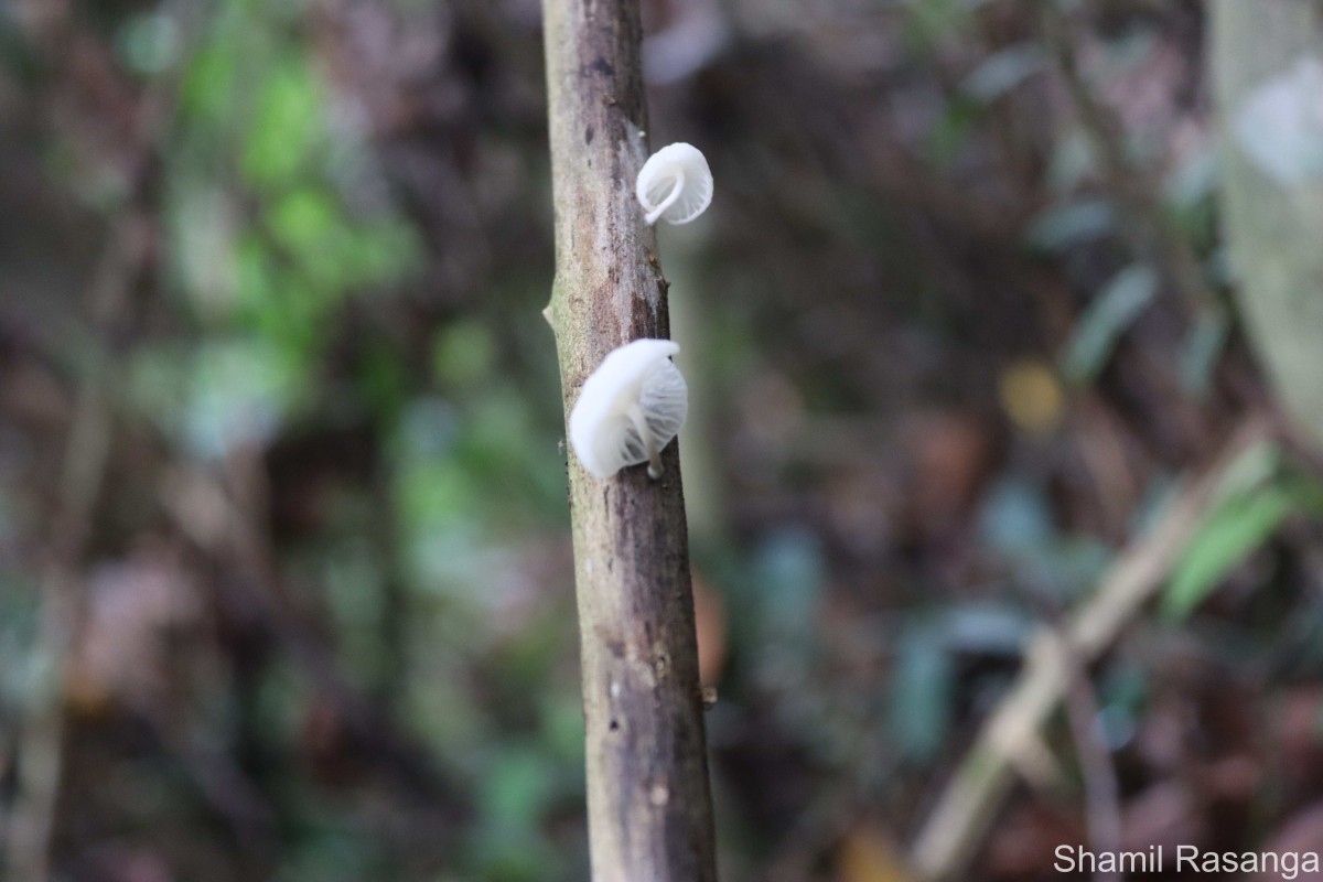 Marasmiellus  candidus (Fr.) Singer